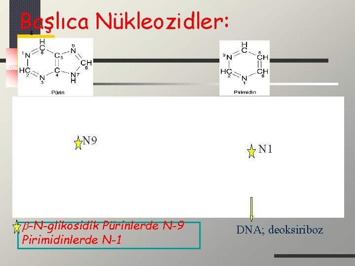 Başlıca Nükleozidler: N 9 -N-glikosidik Pürinlerde N-9 Pirimidinlerde N-1 N 1 DNA; deoksiriboz 