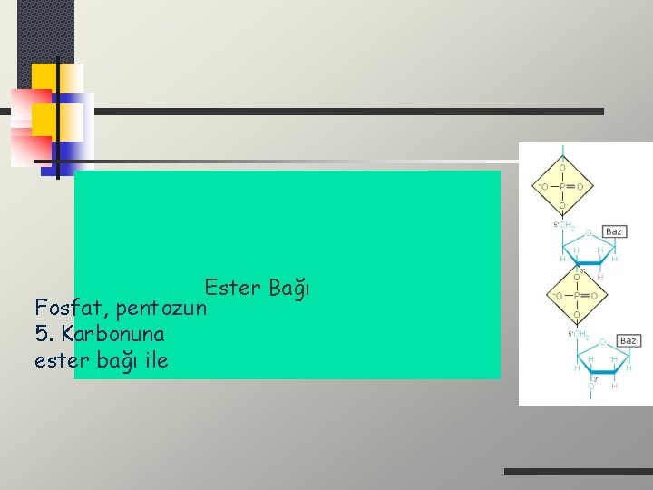 Ester Bağı Fosfat, pentozun 5. Karbonuna ester bağı ile 