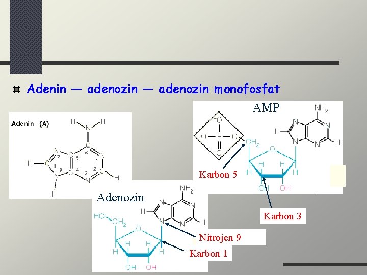 Adenin — adenozin monofosfat AMP Karbon 5 Adenozin Karbon 3 Nitrojen 9 Karbon 1