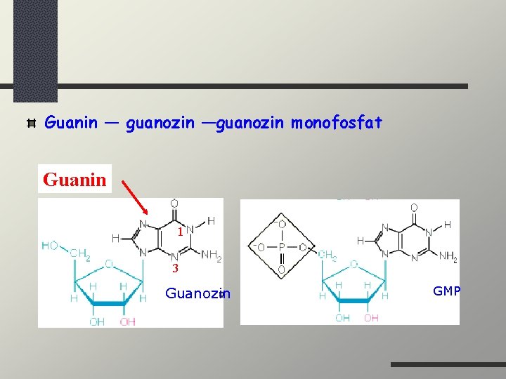 Guanin — guanozin —guanozin monofosfat Guanin 1 3 Guanozin GMP 