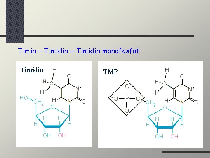Timin —Timidin monofosfat Timidin TMP 