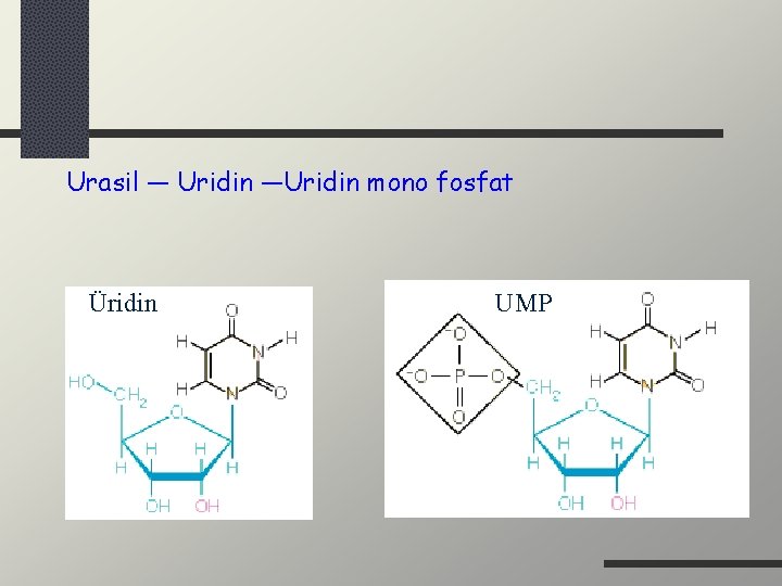 Urasil — Uridin —Uridin mono fosfat Üridin UMP 