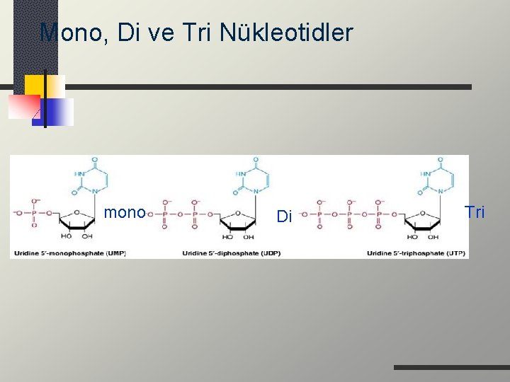 Mono, Di ve Tri Nükleotidler mono Di Tri 