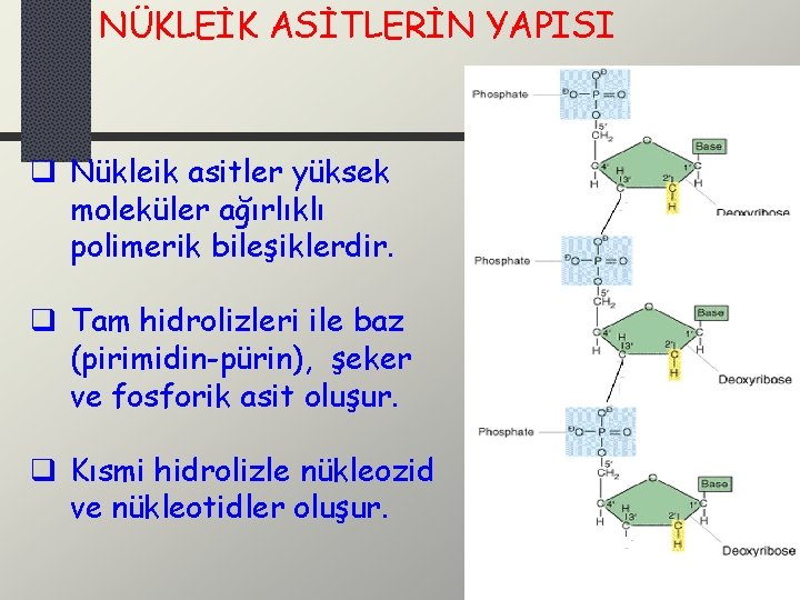 NÜKLEİK ASİTLERİN YAPISI q Nükleik asitler yüksek moleküler ağırlıklı polimerik bileşiklerdir. q Tam hidrolizleri