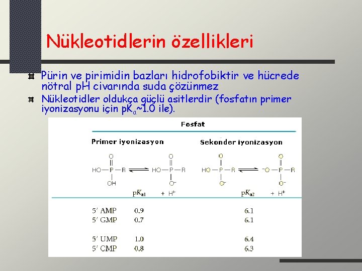 Nükleotidlerin özellikleri Pürin ve pirimidin bazları hidrofobiktir ve hücrede nötral p. H civarında suda