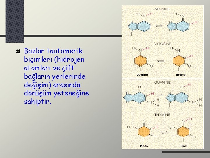 Bazlar tautomerik biçimleri (hidrojen atomları ve çift bağların yerlerinde değişim) arasında dönüşüm yeteneğine sahiptir.