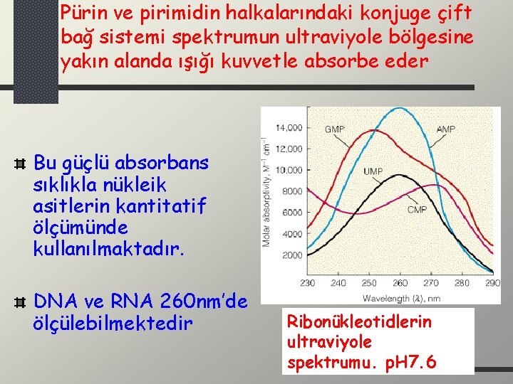 Pürin ve pirimidin halkalarındaki konjuge çift bağ sistemi spektrumun ultraviyole bölgesine yakın alanda ışığı