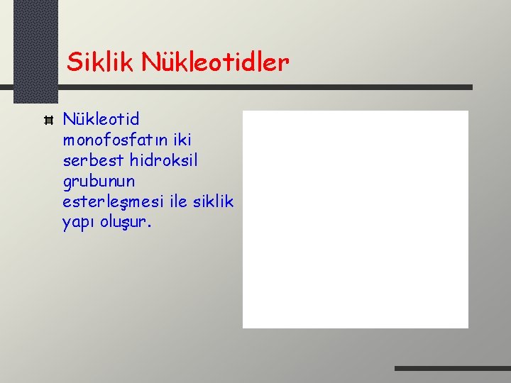 Siklik Nükleotidler Nükleotid monofosfatın iki serbest hidroksil grubunun esterleşmesi ile siklik yapı oluşur. 