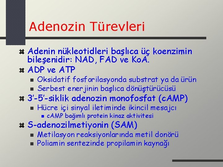Adenozin Türevleri Adenin nükleotidleri başlıca üç koenzimin bileşenidir: NAD, FAD ve Ko. A. ADP