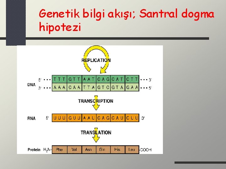 Genetik bilgi akışı; Santral dogma hipotezi 