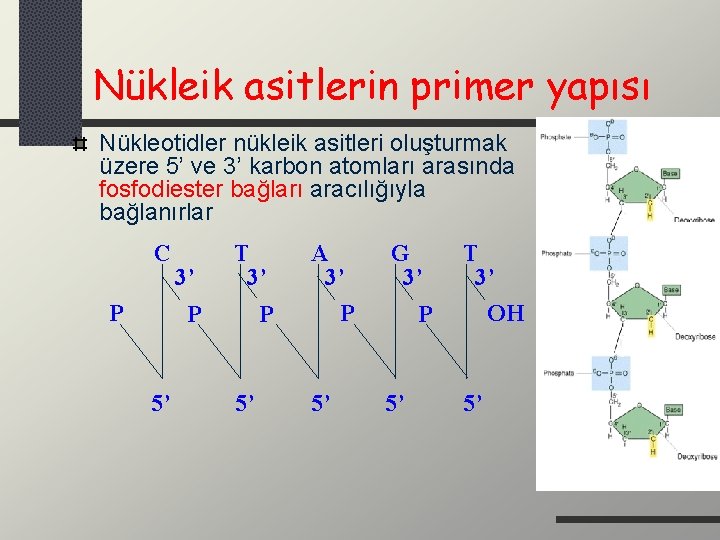 Nükleik asitlerin primer yapısı Nükleotidler nükleik asitleri oluşturmak üzere 5’ ve 3’ karbon atomları