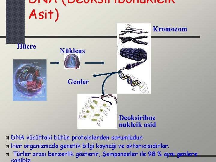 DNA (Deoksiribonükleik Asit) Kromozom Hücre Nükleus Genler Deoksiriboz nukleik asid DNA vücüttaki bütün proteinlerden