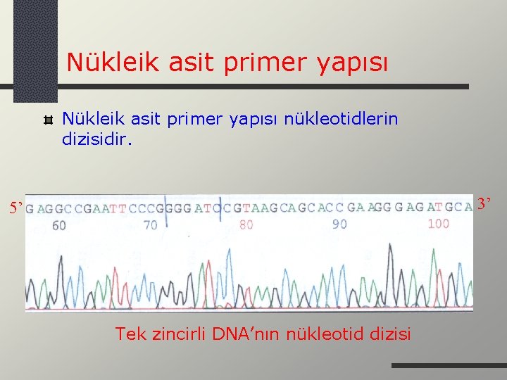 Nükleik asit primer yapısı nükleotidlerin dizisidir. 3’ 5’ Tek zincirli DNA’nın nükleotid dizisi 