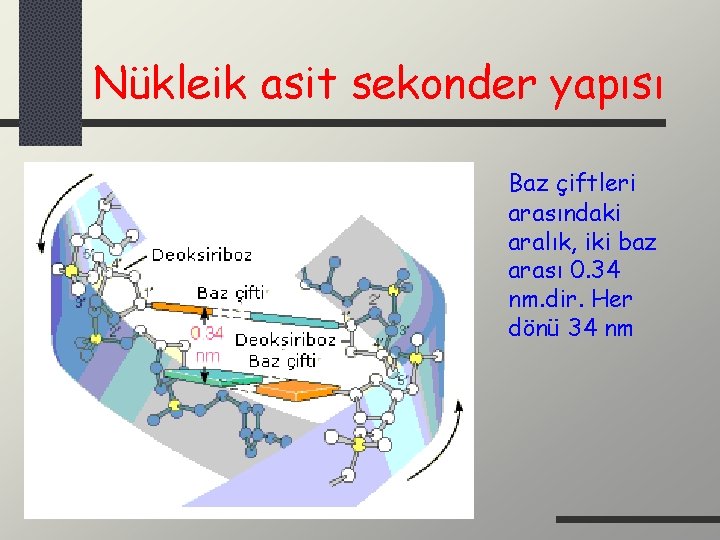 Nükleik asit sekonder yapısı Baz çiftleri arasındaki aralık, iki baz arası 0. 34 nm.