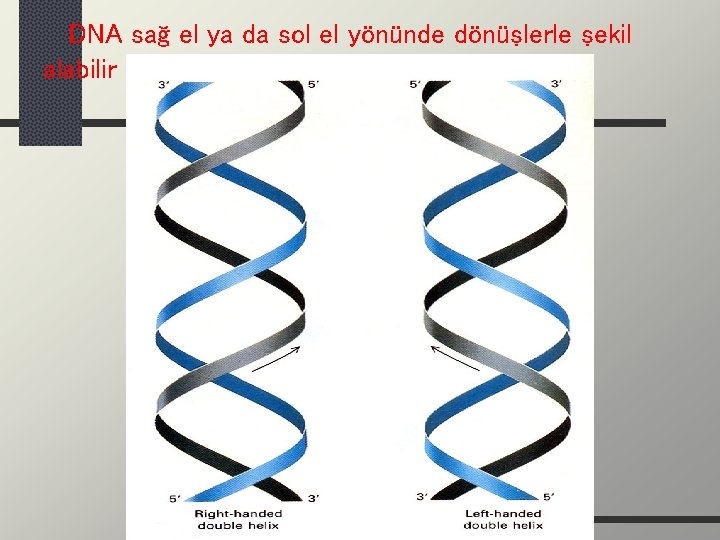 DNA sağ el ya da sol el yönünde dönüşlerle şekil alabilir 