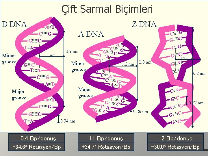 Çift Sarmal Biçimleri B DNA G T A Minor groove Z DNA A T
