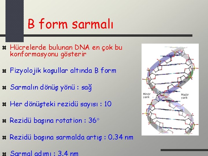 B form sarmalı Hücrelerde bulunan DNA en çok bu konformasyonu gösterir Fizyolojik koşullar altında