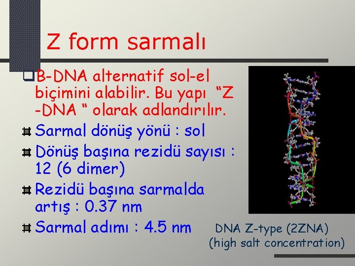 Z form sarmalı q. B-DNA alternatif sol-el biçimini alabilir. Bu yapı “Z -DNA “