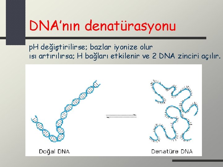 DNA’nın denatürasyonu p. H değiştirilirse; bazlar iyonize olur ısı artırılırsa; H bağları etkilenir ve