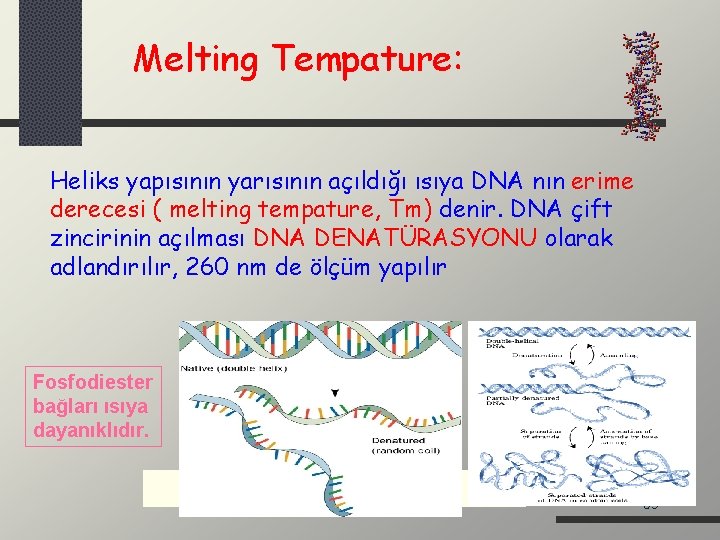 Melting Tempature: Heliks yapısının yarısının açıldığı ısıya DNA nın erime derecesi ( melting tempature,
