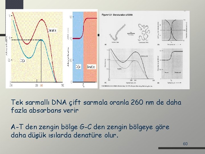 Tek sarmallı DNA çift sarmala oranla 260 nm de daha fazla absorbans verir A-T