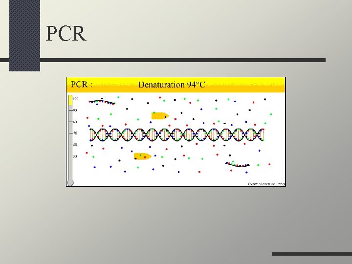 PCR 