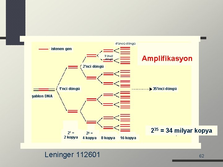 4’üncü döngü istenen gen 3’üncü döngü Amplifikasyon 2’nci döngü 1’nci döngü 35’inci döngü şablon