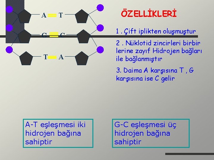 A T G C T A ÖZELLİKLERİ 1. Çift iplikten oluşmuştur 2. Nüklotid zincirleri