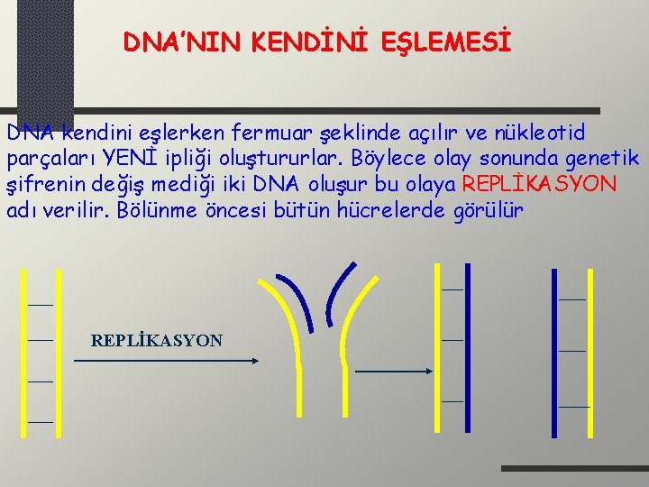 DNA’NIN KENDİNİ EŞLEMESİ DNA kendini eşlerken fermuar şeklinde açılır ve nükleotid parçaları YENİ ipliği