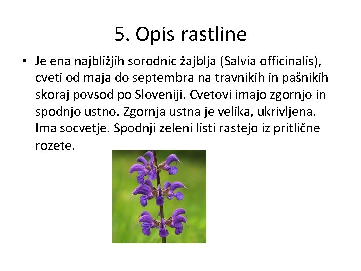 5. Opis rastline • Je ena najbližjih sorodnic žajblja (Salvia officinalis), cveti od maja 5. Opis rastline • Je ena najbližjih sorodnic žajblja (Salvia officinalis), cveti od maja