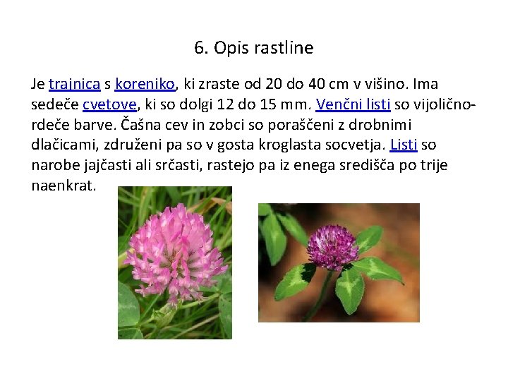 6. Opis rastline Je trajnica s koreniko, ki zraste od 20 do 40 cm