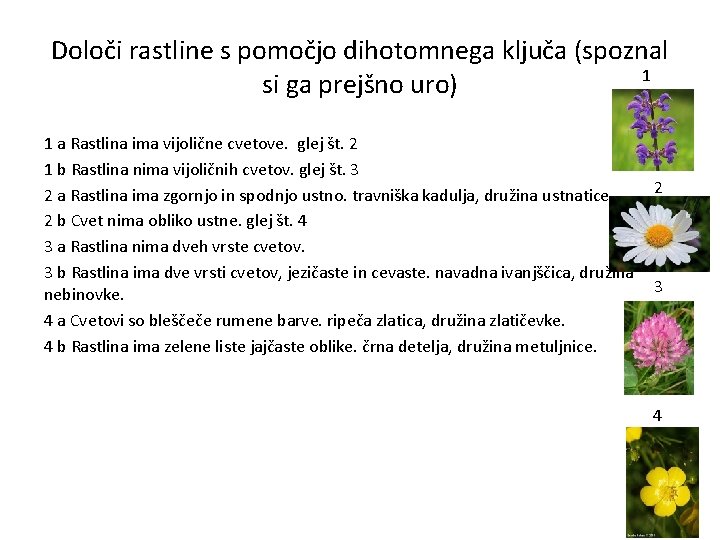Določi rastline s pomočjo dihotomnega ključa (spoznal 1 si ga prejšno uro) 1 a Določi rastline s pomočjo dihotomnega ključa (spoznal 1 si ga prejšno uro) 1 a