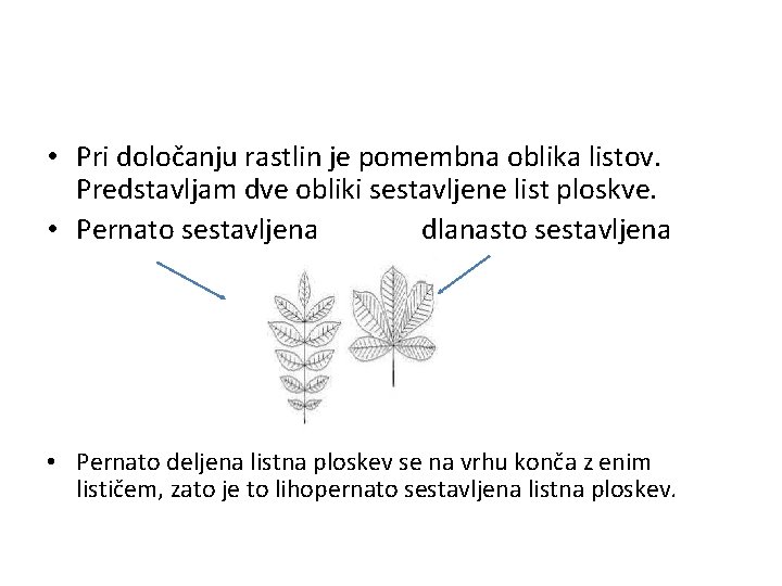  • Pri določanju rastlin je pomembna oblika listov. Predstavljam dve obliki sestavljene list