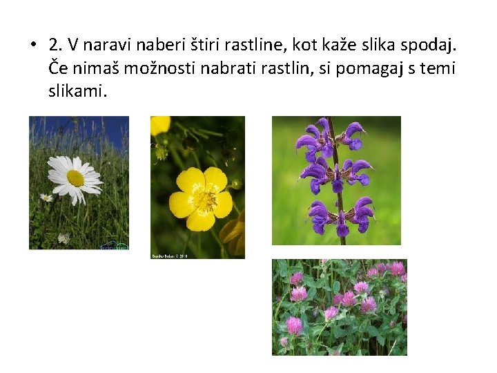  • 2. V naravi naberi štiri rastline, kot kaže slika spodaj. Če nimaš