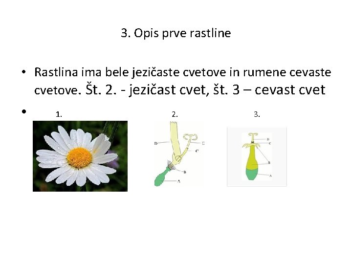 3. Opis prve rastline • Rastlina ima bele jezičaste cvetove in rumene cevaste cvetove.