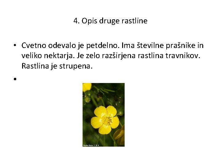 4. Opis druge rastline • Cvetno odevalo je petdelno. Ima številne prašnike in veliko