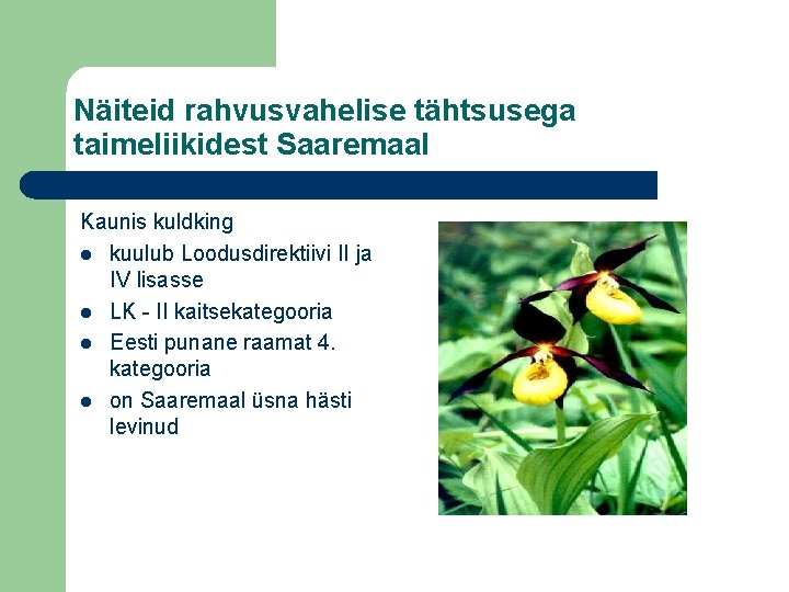 Näiteid rahvusvahelise tähtsusega taimeliikidest Saaremaal Kaunis kuldking l kuulub Loodusdirektiivi II ja IV lisasse