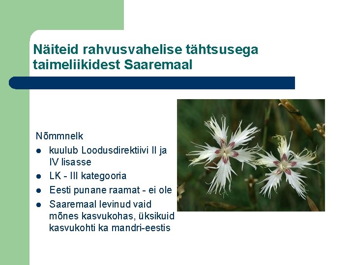 Näiteid rahvusvahelise tähtsusega taimeliikidest Saaremaal Nõmmnelk l kuulub Loodusdirektiivi II ja IV lisasse l