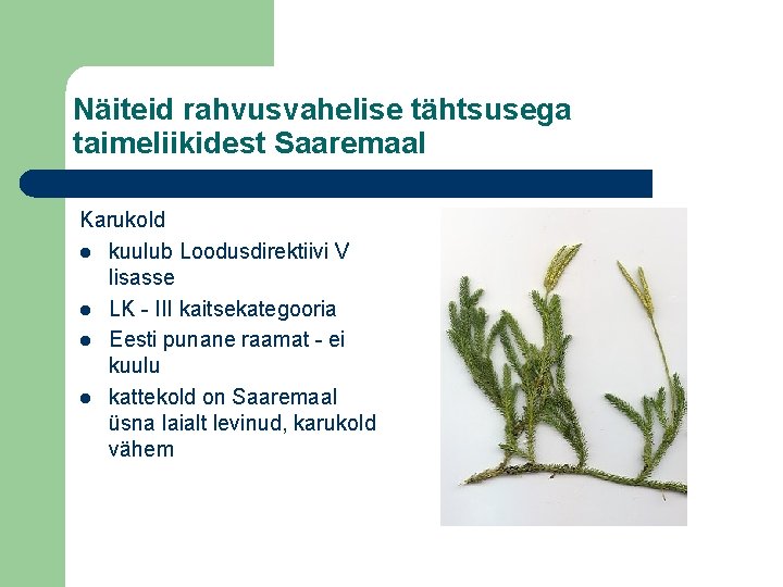 Näiteid rahvusvahelise tähtsusega taimeliikidest Saaremaal Karukold l kuulub Loodusdirektiivi V lisasse l LK -