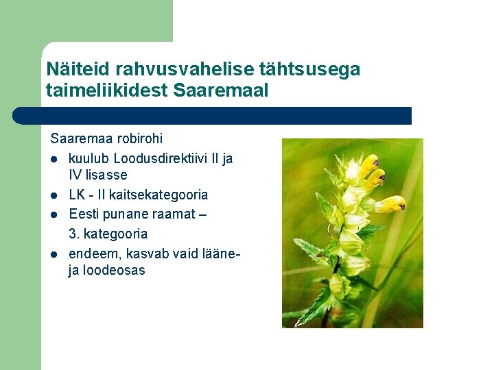Näiteid rahvusvahelise tähtsusega taimeliikidest Saaremaal Saaremaa robirohi l kuulub Loodusdirektiivi II ja IV lisasse