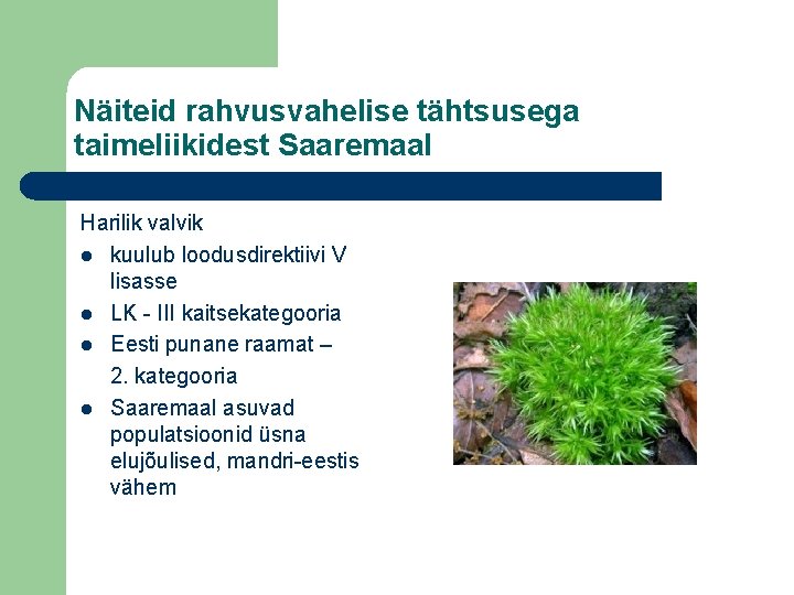 Näiteid rahvusvahelise tähtsusega taimeliikidest Saaremaal Harilik valvik l kuulub loodusdirektiivi V lisasse l LK