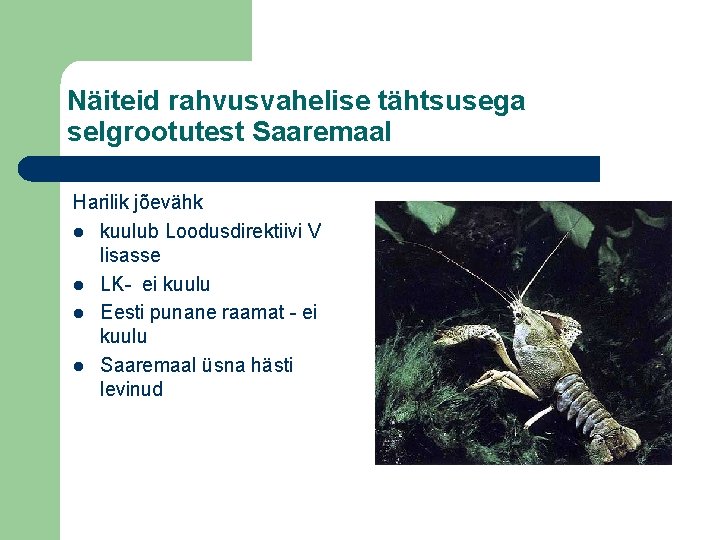 Näiteid rahvusvahelise tähtsusega selgrootutest Saaremaal Harilik jõevähk l kuulub Loodusdirektiivi V lisasse l LK-