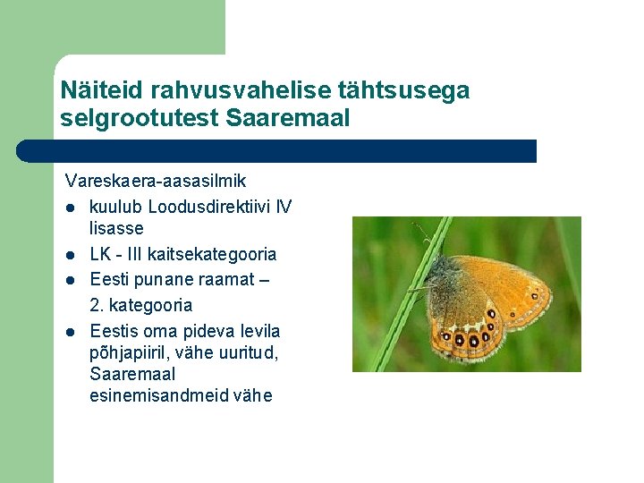 Näiteid rahvusvahelise tähtsusega selgrootutest Saaremaal Vareskaera-aasasilmik l kuulub Loodusdirektiivi IV lisasse l LK -