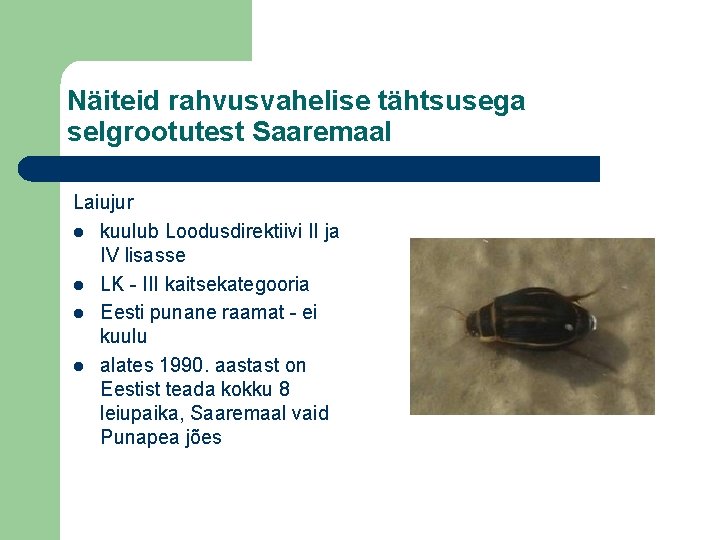 Näiteid rahvusvahelise tähtsusega selgrootutest Saaremaal Laiujur l kuulub Loodusdirektiivi II ja IV lisasse l