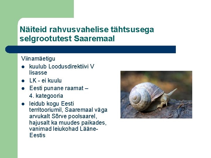 Näiteid rahvusvahelise tähtsusega selgrootutest Saaremaal Viinamäetigu l kuulub Loodusdirektiivi V lisasse l LK -