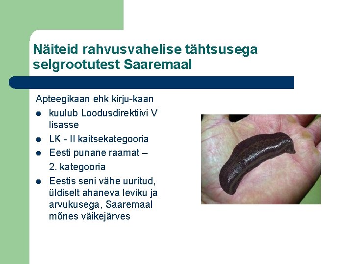 Näiteid rahvusvahelise tähtsusega selgrootutest Saaremaal Apteegikaan ehk kirju-kaan l kuulub Loodusdirektiivi V lisasse l