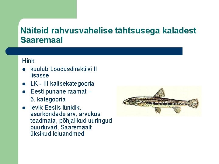 Näiteid rahvusvahelise tähtsusega kaladest Saaremaal Hink l kuulub Loodusdirektiivi II lisasse l LK -