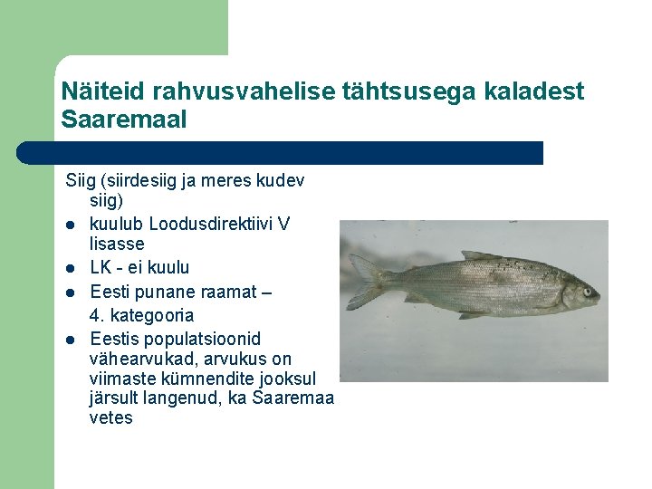 Näiteid rahvusvahelise tähtsusega kaladest Saaremaal Siig (siirdesiig ja meres kudev siig) l kuulub Loodusdirektiivi