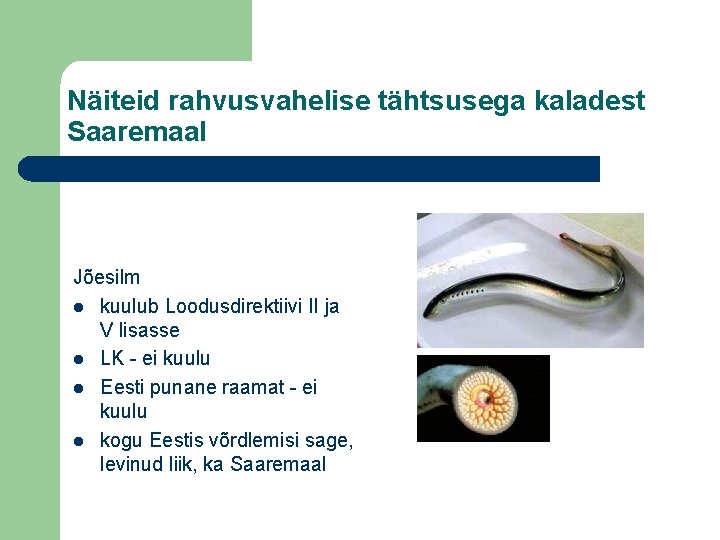 Näiteid rahvusvahelise tähtsusega kaladest Saaremaal Jõesilm l kuulub Loodusdirektiivi II ja V lisasse l