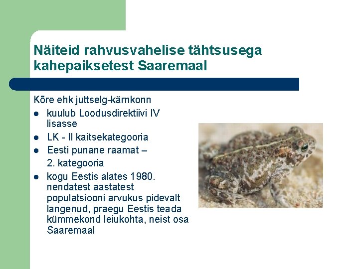 Näiteid rahvusvahelise tähtsusega kahepaiksetest Saaremaal Kõre ehk juttselg-kärnkonn l kuulub Loodusdirektiivi IV lisasse l